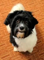 Deacon the wonder Havanese