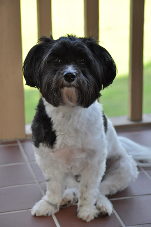 Deacon the wonder Havanese